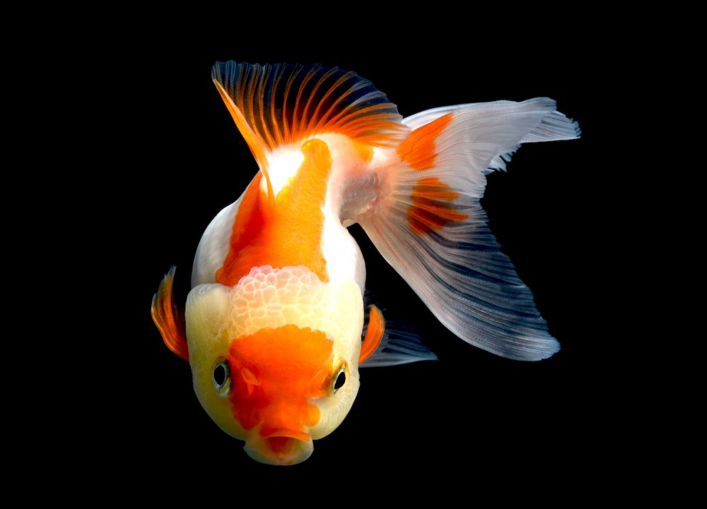 Japanese r's Pet Fish Commits Credit Card Fraud Against Owner